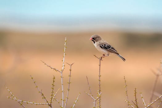 Scaly Weaver standing on grass isolated in natural background in Kgalagadi transfrontier park, South Africa; specie Sporopipes squamifrons family of Ploceidae