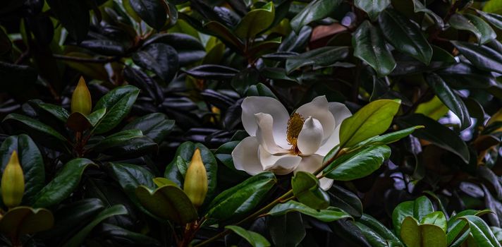 Blooming magnolia tree in a summertime park in Batumi, Georgia