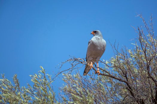 Pale Chanting-Goshawk standing in a branch isolated in blue sky in Kgalagadi transfrontier park, South Africa; specie Melierax canorus family of Accipitridae