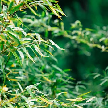 Tropical bamboo background, fresh leaves on tree as nature, ecology and environment concept.