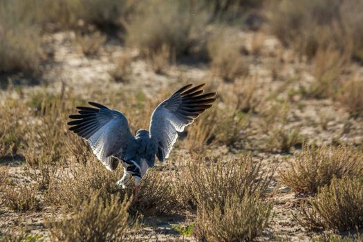 Pale Chanting-Goshawk hunting on the ground in Kgalagadi transfrontier park, South Africa; specie Melierax canorus family of Accipitridae