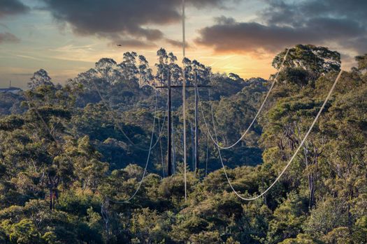 Photograph of transmission poles and lines running across a large forest canopy