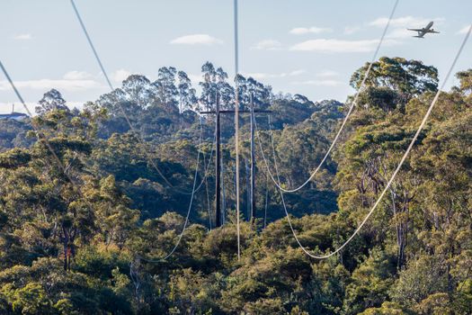 Photograph of transmission poles and lines running across a large forest canopy