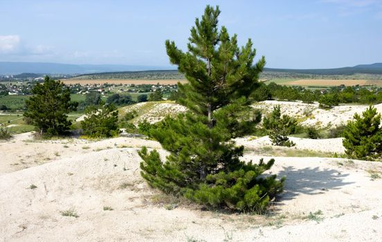 A lonely pine tree against the blue sky and white rock formations.