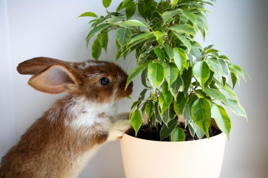 Cute brown rabbit on the windowsill bites a ficus.