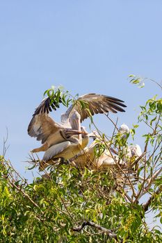 Pelican on its nest