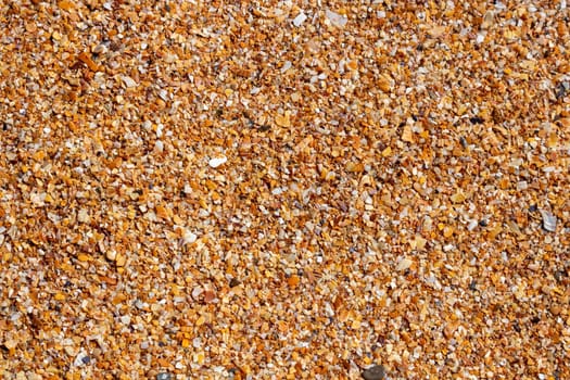 Wet sand from shells on the seashore. Background of small fragments of shells. Top view.