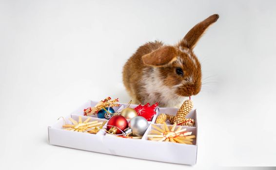 A small brown rabbit with white spots is sitting near a box with Christmas toys. The concept of the new year at Easter.Cute pet.