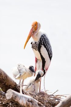 Feed Painted Stork