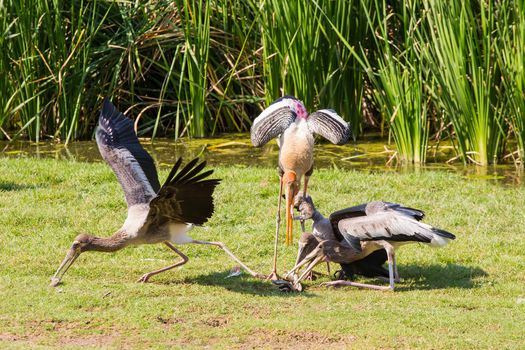 Feed Painted Stork