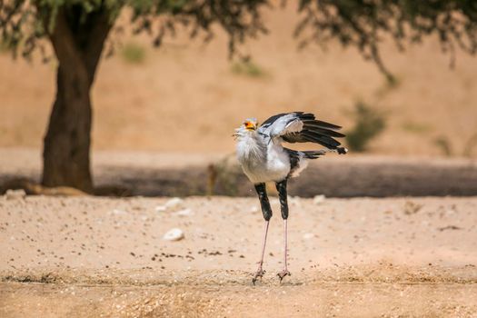 Secretary bird drinking and spreading wings in Kgalagadi transfrontier park, South Africa; specie Sagittarius serpentarius family of Sagittariidae