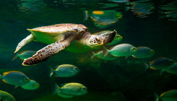 Green sea turtle swimming in a museum aquarium.