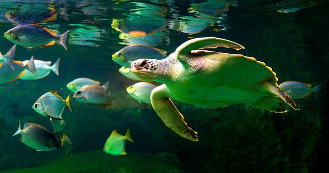 Green sea turtle swimming in a museum aquarium.