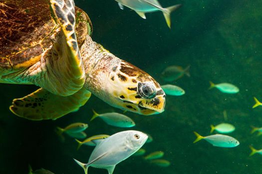 Green sea turtle swimming in a museum aquarium.