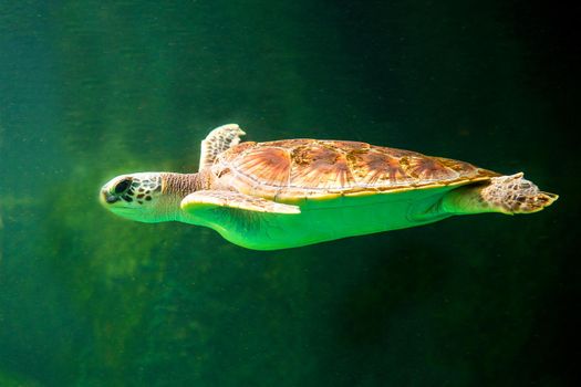 Green sea turtle swimming in a museum aquarium.