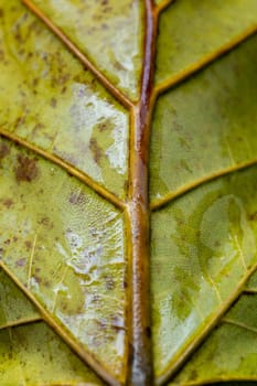 Macro shot of a leaf. Close up shot of leaf focusing on the middle stem