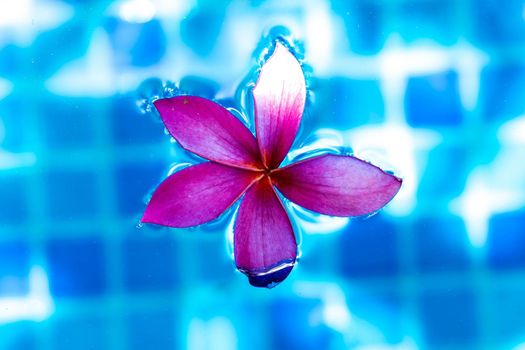 Closeup Pink flower while floating on a blue pond water