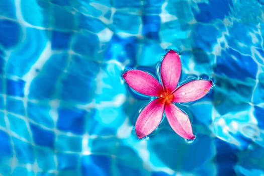 Pink flower closeup shot while floating on a pond water