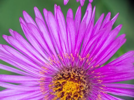 Michaelmas daisies autumn flowers macro, close up