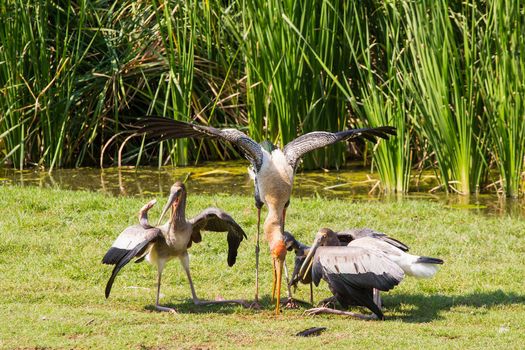 Feed Painted Stork