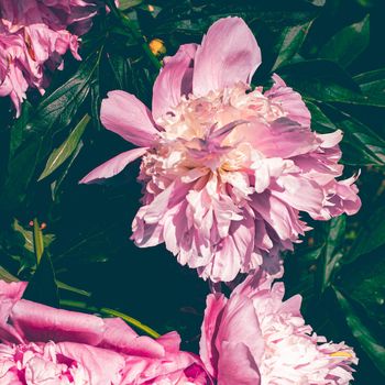 Peony flower in bloom as floral art print and botanical nature background, wedding decor and luxury branding design.