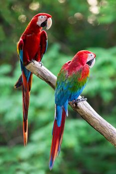 Scarlet macaw portrait