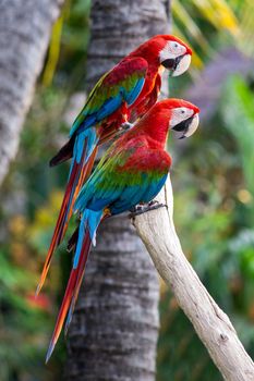 Scarlet macaw portrait