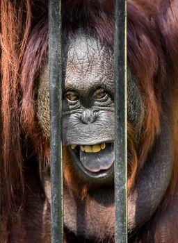 Orangutan in the cage