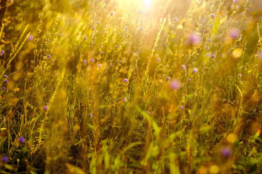 Atmospheric natural background with meadow vegetation in the rays of the rising sun. Bottom view. Toning