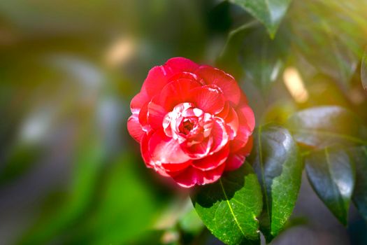 Red camellia flower on a blurry green background.