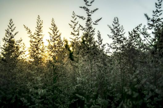 Atmospheric natural background with meadow vegetation in the rays of the rising sun. Bottom view. Toning