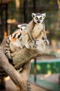 Beautiful lemur is photographed close-up in zoo