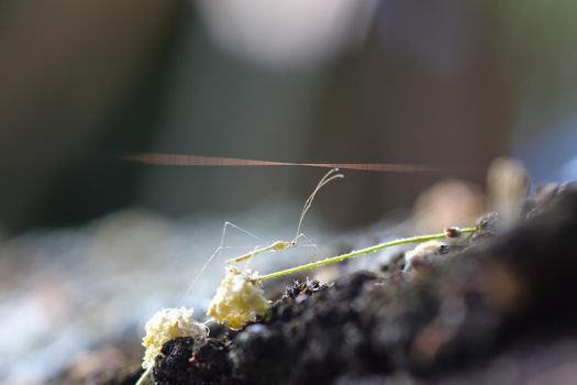 A small insect nymph (Phasmatodea sp.) navigates over the bark surface of an acacia thorn tree, Marble Hall, South Africa