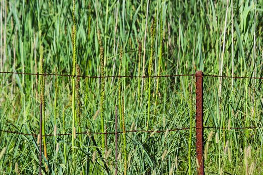 Rusty iron fence perimeter in front of reeds in a marsh area at the river source of the great marico river, South Africa