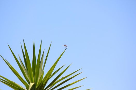 A red basker dragonfly (Urothemis assignata) sitting on the tip of a leaf of a bottle palm (Beaucarnea stricta) with clear blue sky background, Marble Hall, South Africa