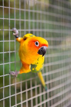 Cute Sun Conure climbing the cage