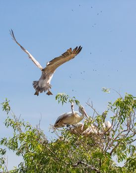 Pelican on its nest