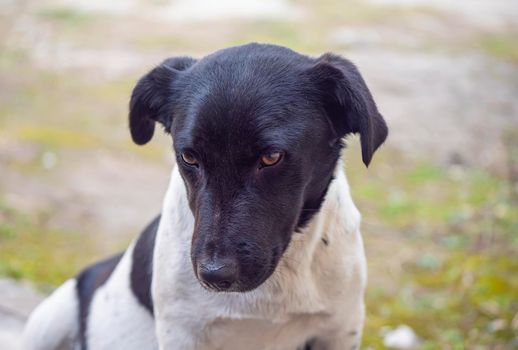 poor lonely black and white street dog