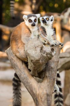 Beautiful lemur is photographed close-up in zoo