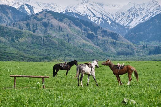 Horses graze in a meadow against a background of mountains, Kazakhstan