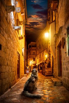 Cat on the night street of Old Town in Kotor