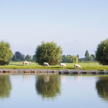 sheep graze on embankment of amstel river near uithoorn not far from amsterdam on sunny summer morning in the netherlands