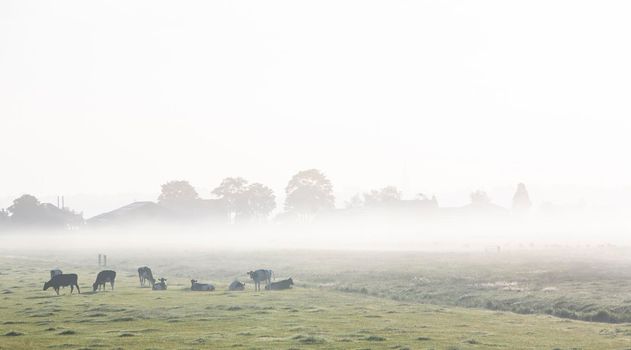 spotted cows in green grassy misty morning meadow near farm between amsterdam and utrecht in the netherlands on early summer morning