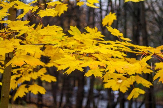 Yellow maple autumn leaves in a cloudy park