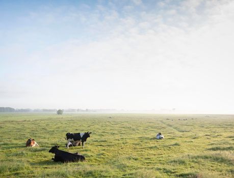 spotted cows in green grassy misty morning meadow between amsterdam and utrecht in the netherlands on early summer morning