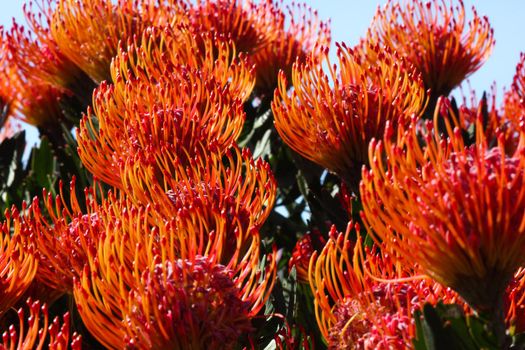 Silver-edge pincushion protea plant (Leucospermum patersonii) bright flower heads in full bloom, Betty's Bay, South Africa