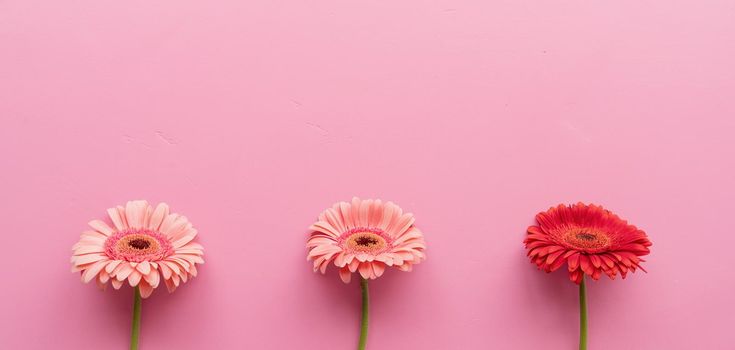Three pink and red gerbera daisies in a raw on a pink background. Sequence and symmetry. Minimal design flat lay. Pastel colors
