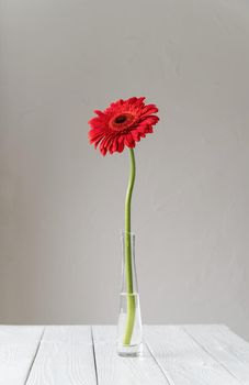 Single Red gerbera daisy in vase on table, minimal style. Copy space