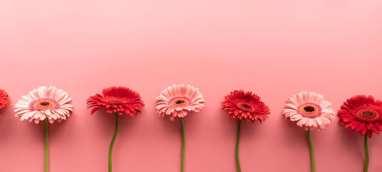 pink and red gerbera daisies in a raw on a pink background. Sequence and symmetry. Minimal design flat lay. Pastel colors