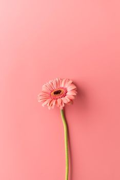 Single gerbera daisy flower on a pink background. Minimal design flat lay. Pastel colors